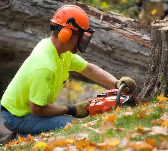 tree services Dalton